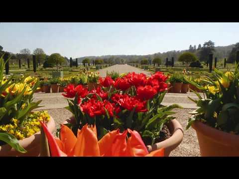 Spring Bulb Festival at Trentham Gardens - Time Lapse - April 2020