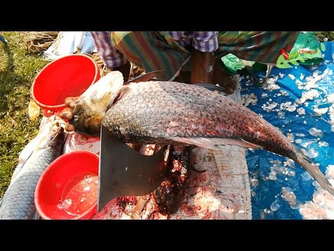 How To Cut Big Fish - Amazing Cutting Fish - The Biggest Fish Cutting Ever Video
