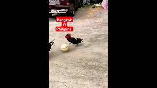 Download lagu Pertdingan sepakbola antara ayam Bangkok vsayam Philipina #viralvideo #viralshorts #sepakbola #ayam mp3