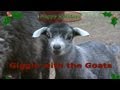 A GIGGLE with the GOATS Jingle Bells Holiday ...