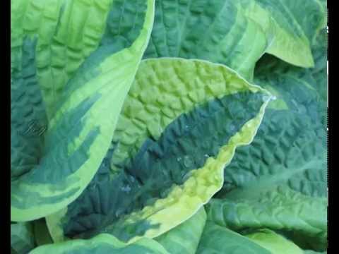 download lagu mp3 mp4 Christmas Tree Plantain Lily, download lagu Christmas Tree Plantain Lily gratis, unduh video klip Christmas Tree Plantain Lily