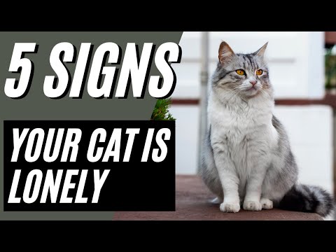 5 Signs Your Cat is Lonely (Don't Ignore)