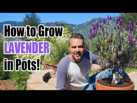 ラベンダーを容器または地面で育てる方法