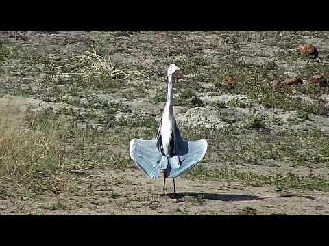 Djuma: Grey Heron - 14:16 - 04/18/19