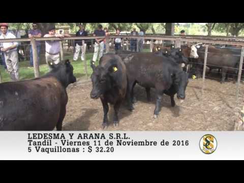 11-11-16 Venta de Vaquillonas al Kilo - Ledesma y Arana S.R.L. - Tandil.
