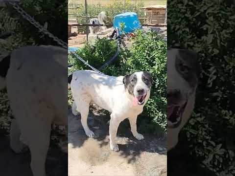 Regalo Questo dolce e tranquillo cagnolino cerca casa