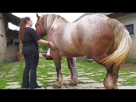 Caii lui Ionuț de la Recea - Maramureș 2023