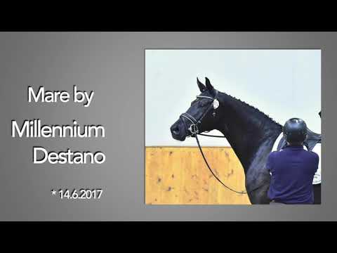 Stute von Millennium-Destano-A Jungle Prince