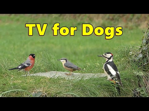Relax Your Dog TV ~ Birds at The Edge of The Forest ⭐ 8 HOURS ⭐