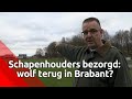 'Wolf' bezorgt schapenhouders slapeloze nachten: 'De onrust is groot'
