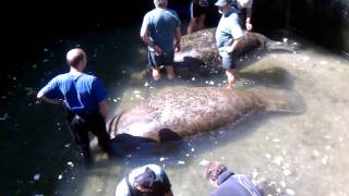 preview picture of video 'Manatees at Homosassa Springs Wildlife State Park'