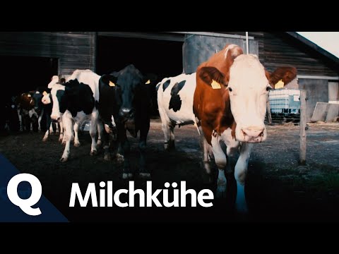 Kuhhaltung – Wie wir an unsere Milch kommen (Ganze Folge) I Quarks