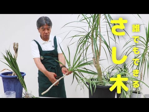 インディアンライラックを挿し木から増やす方法は？ +剪定方法のビデオ  庭園