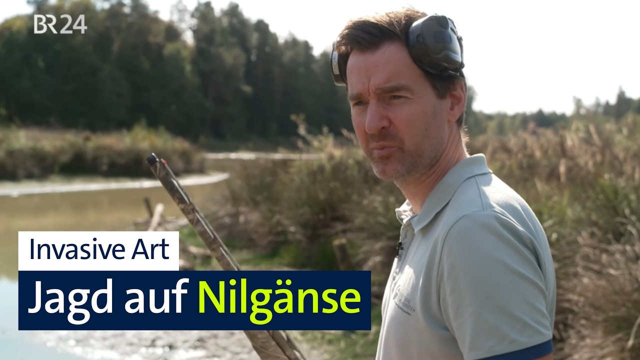 Invasiver Genuss?: Taugt die Nilgans zur Martinsgans? | Abendschau | BR24