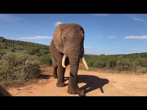 Giant bull elephant