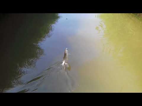 Pescuit de clean pe Cricov