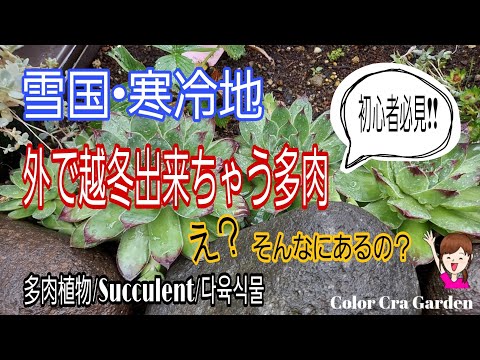 耐寒性屋外多肉植物 寒さに負けない5品種  庭園