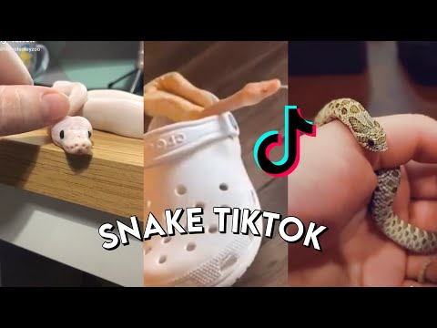 Snake Side Of TikTok