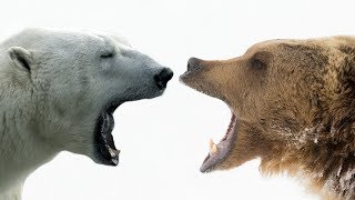 Grizzly Bears | Behemoths of the North