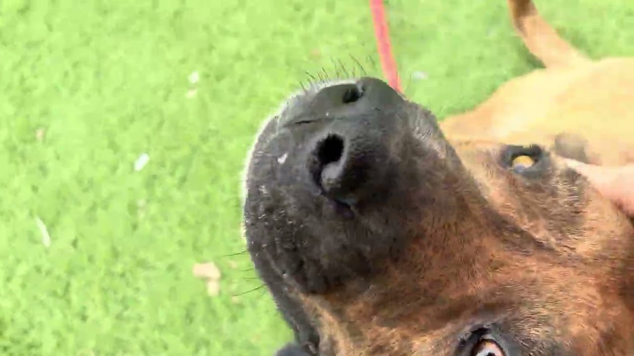 Enlarge Josie, a ADOPTABLE mixed breed in Wasco, CA video 6/6