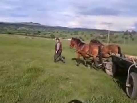 Caii lu Costel din Archita 2