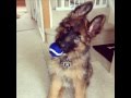 Video Of Kazeti Teresa 10days 15 Weeks Old