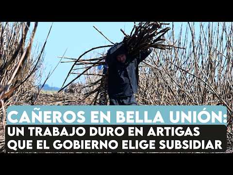 Cañeros en Artigas: los peludos, un trabajo duro y el subsidio a la explotación de la caña de azúcar