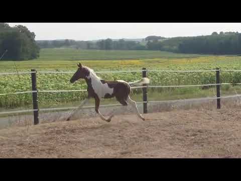 Chantilly d'Orchidéa Z