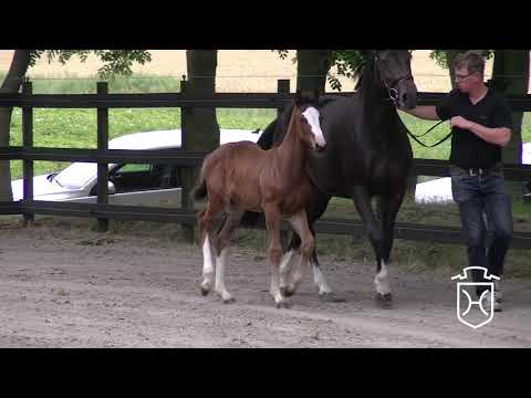 HEI260 Stutfohlen von Million Dollar - Casall - Concerto II