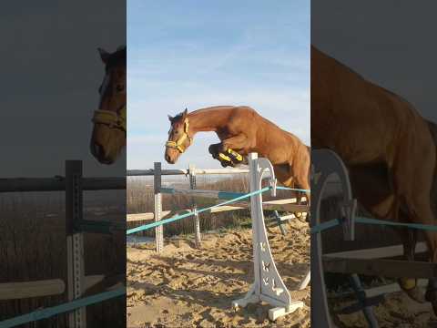 Hakamada bije swój rekord skoku!