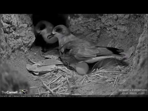 Cahow (Bermuda Petrel) pair together in nest cavity (date should be 1/15/17)