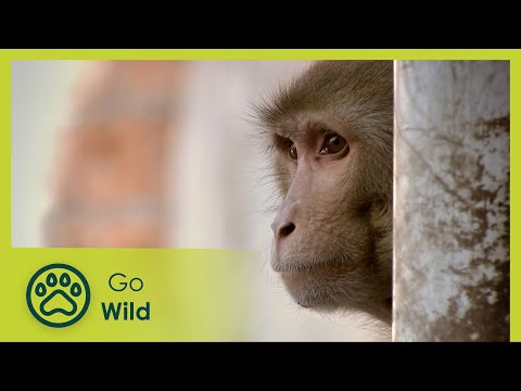 An Unlikely Hero - Monkey Thieves S2 12/13 - Go Wild