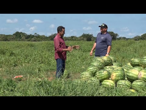 Plantação de melancia gigante em Brasileira chama atenção de produtores e comerciantes 18 02 2023