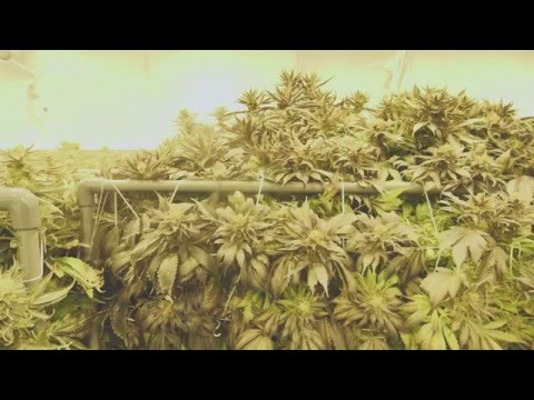 Marijuana Mania Episode 2 - When Big Business Meets Culture