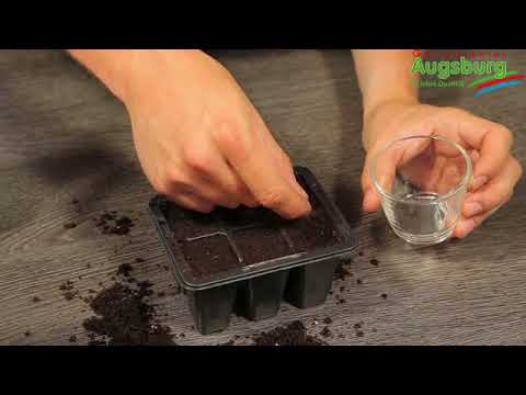 Basilikum - Aussäen von Samen