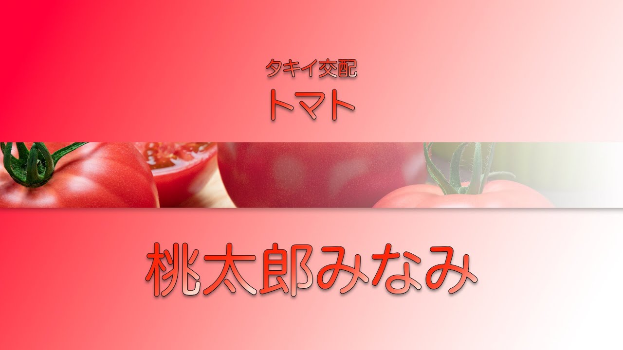 【野菜】「品種解説」トマト　タキイ交配『桃太郎みなみ』