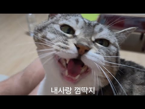 내사랑 껌딱지