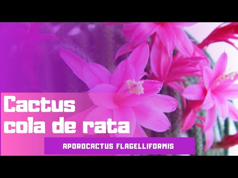 , title : 'Cactus cola de rata (Aporocactus flagelliformis)'