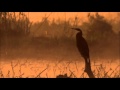 Tom Waits   Rainbirds