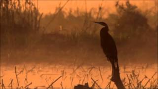 Tom Waits   Rainbirds