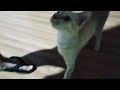 Cat Meows Loudly Orange Cat Meows
