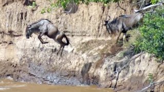 Spectacular river crossing as the Great Migration arrives at the Mara River