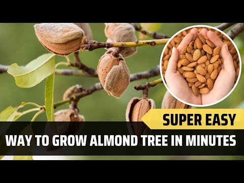 Easy Methods To Grow Almond Tree At Home?