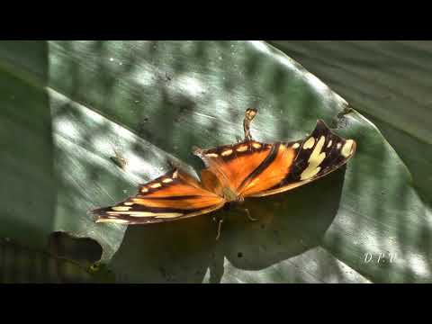060 Santo Santo Santo Tu gloria llena - Nuevo Himnario Adventista