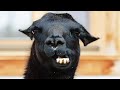 Funny and Cute Llamas 😍😂 [Funny Pets]