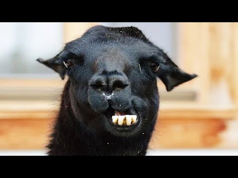 Des lamas rigolos et mignons [animaux de compagnie amusants].