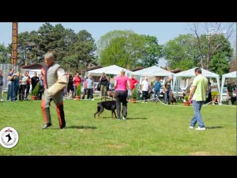 Dobermann Courage test - III Serbian Winner show & 2nd Serbian national Championship 2012