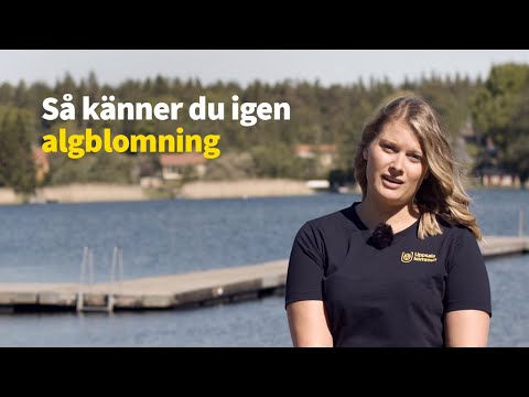 Så känner du igen algblomning