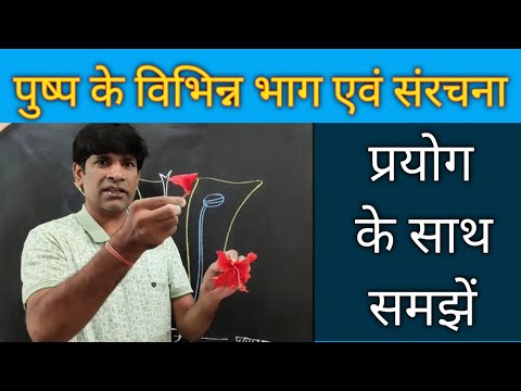 Parts of a flower. Structure of a flower. Flower practical