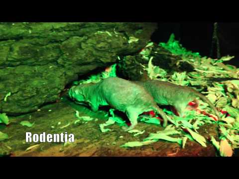 Meet our Naked Mole Rats